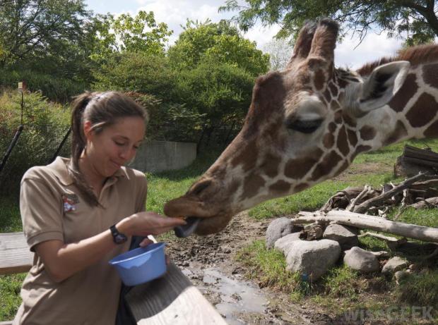 woman-feeding-giraffe